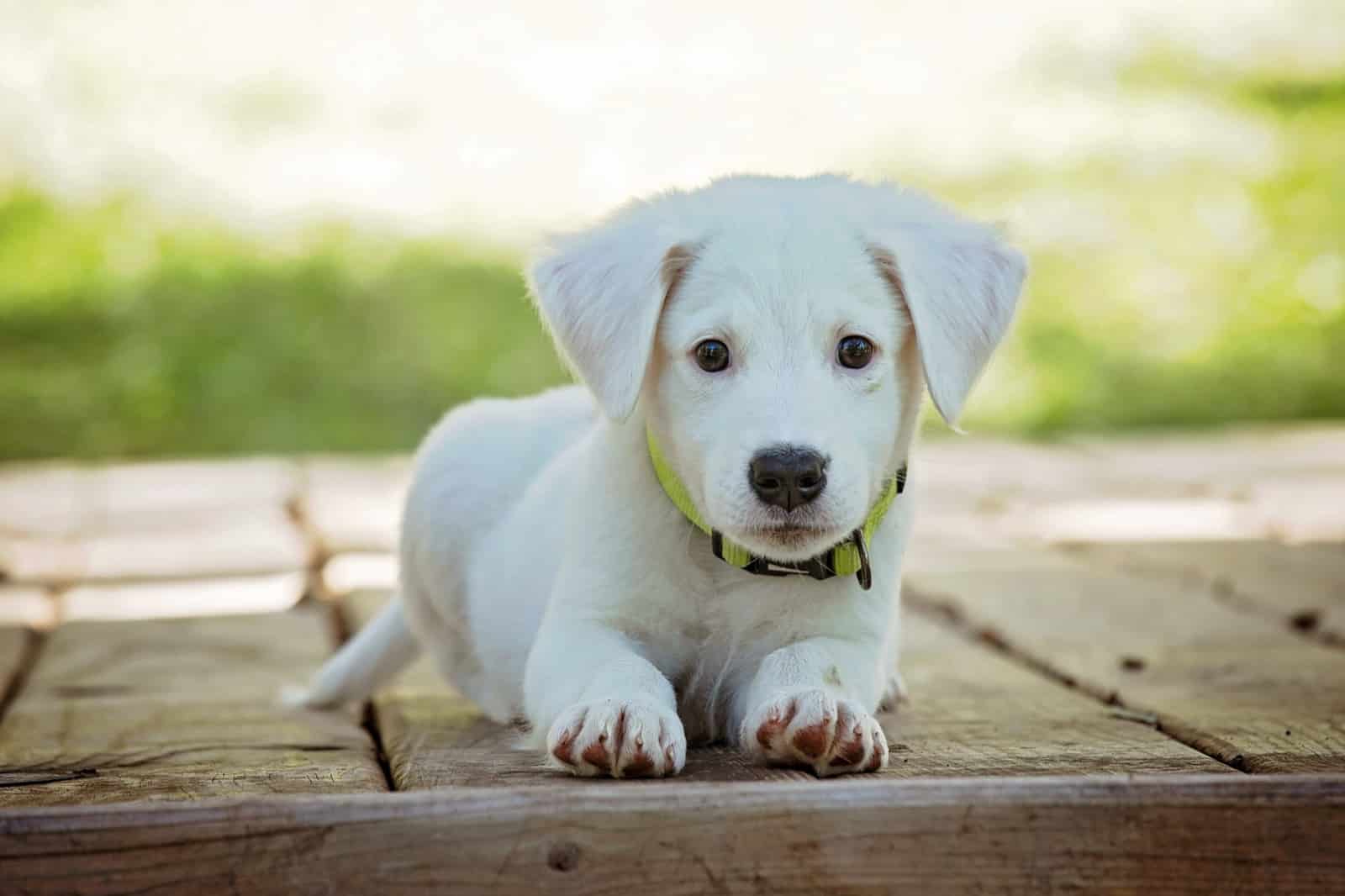 Chiot accueilli en vacances au camping Argelès Vacances