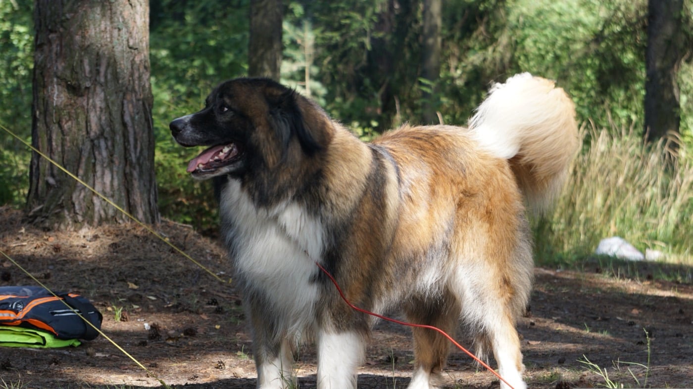 Chien tenu en laisse en promenade près du camping Argelès Vacances