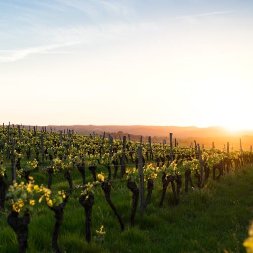 vin argeles sur mer