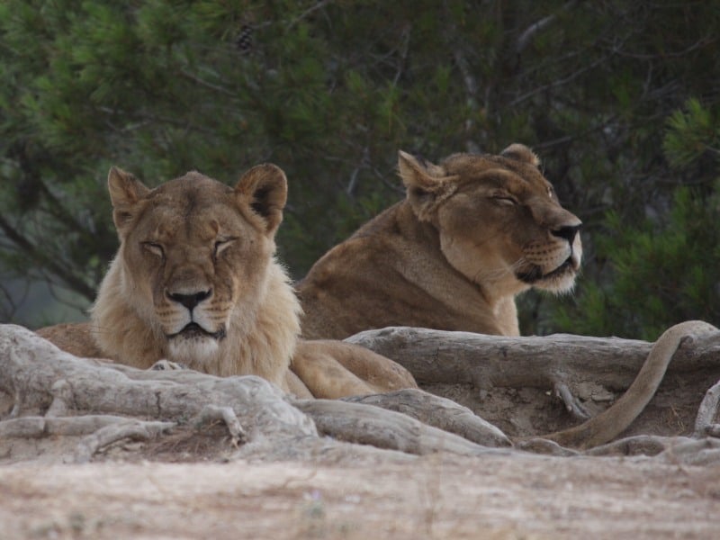 animaux reserve africaine sigean