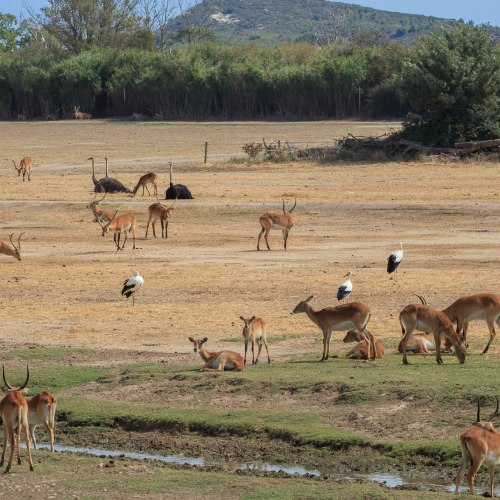 reserve africaine de sigean