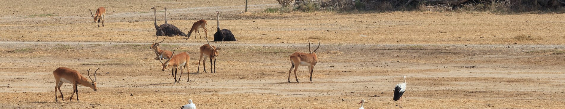 reserve africaine sigean