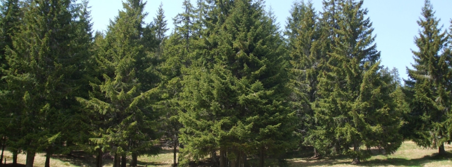 Le Bois des Pins paysage