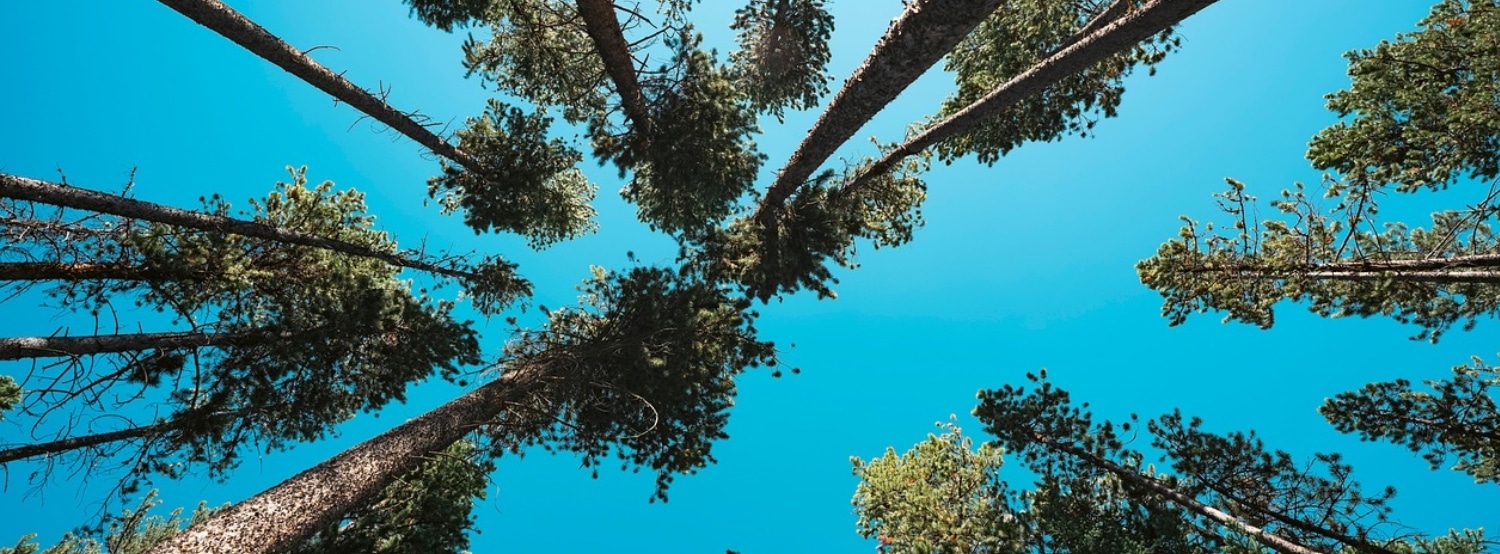 bois de pains